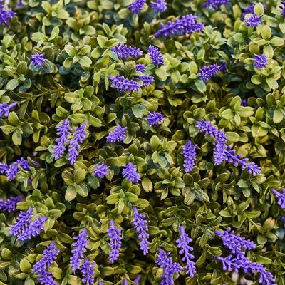 Dr.Planzen 20" Artificial Lavender Topiary Tree - UV Resistant Faux Purple Flower Plant Ball with Ground Stake for Outdoor Garden Porch Decor