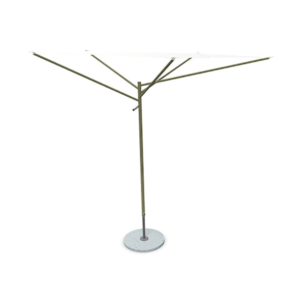 Acacia Parasol
