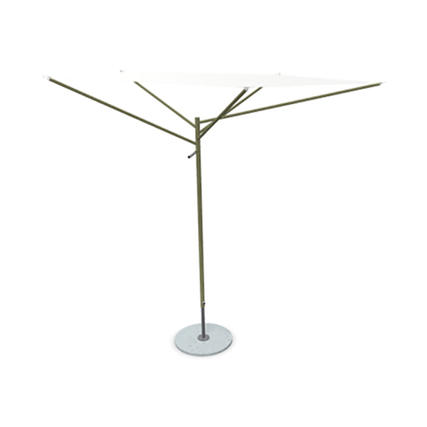 Acacia Parasol